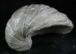 Gryphaea (Devil's Toenail) Fossil Oyster - Jurassic #25982-1